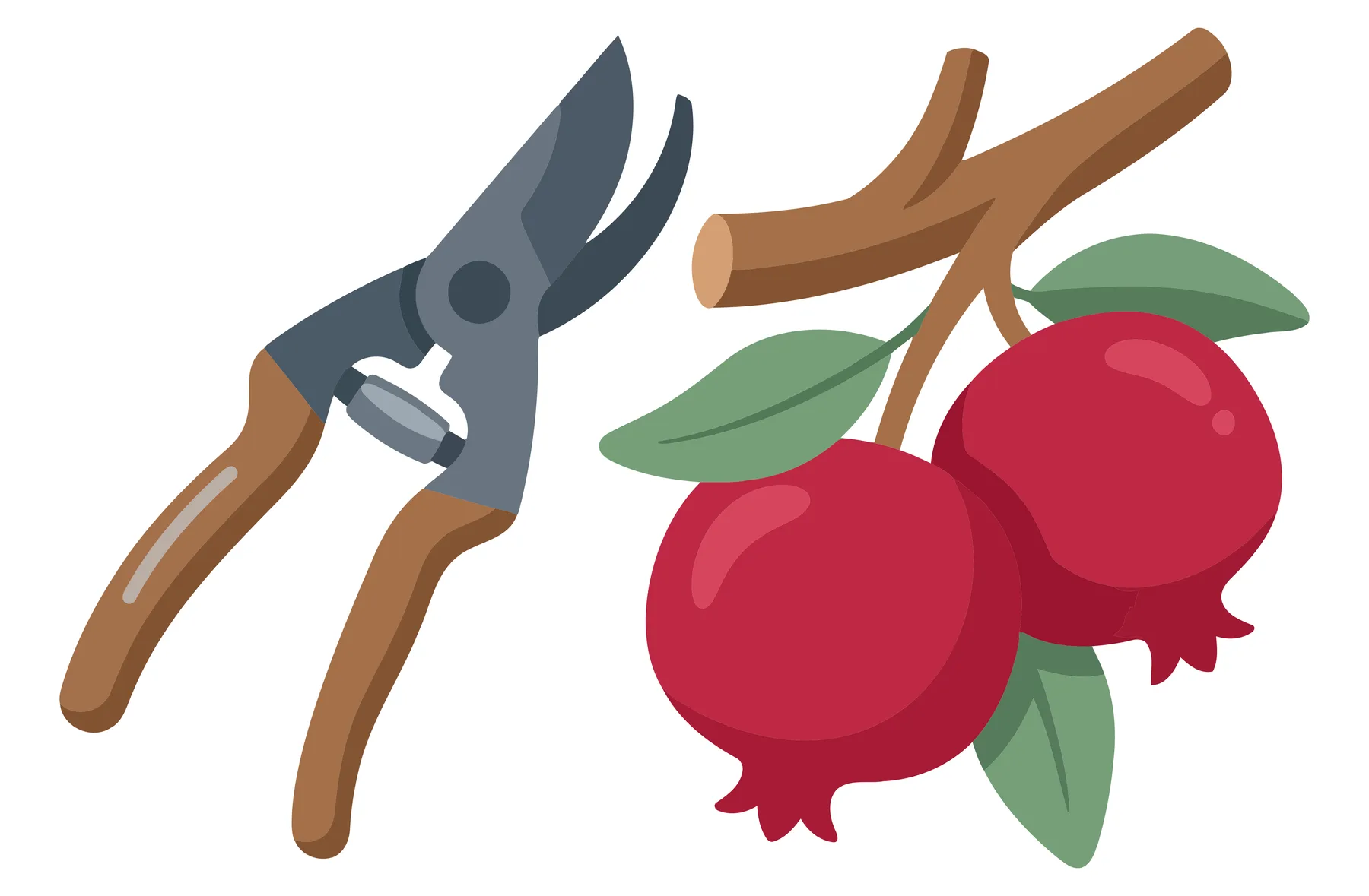 vector illustration of garden pruning shears and a branch with two ripe red pomegranates and green leaves