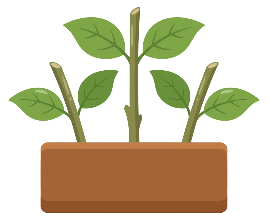 Vector Illustration Of Jasmine Plant Cuttings Propagating In A Soil Box, Isolated On White Background vector illustration of jasmine plant cuttings propagating in a soil box, isolated on white background