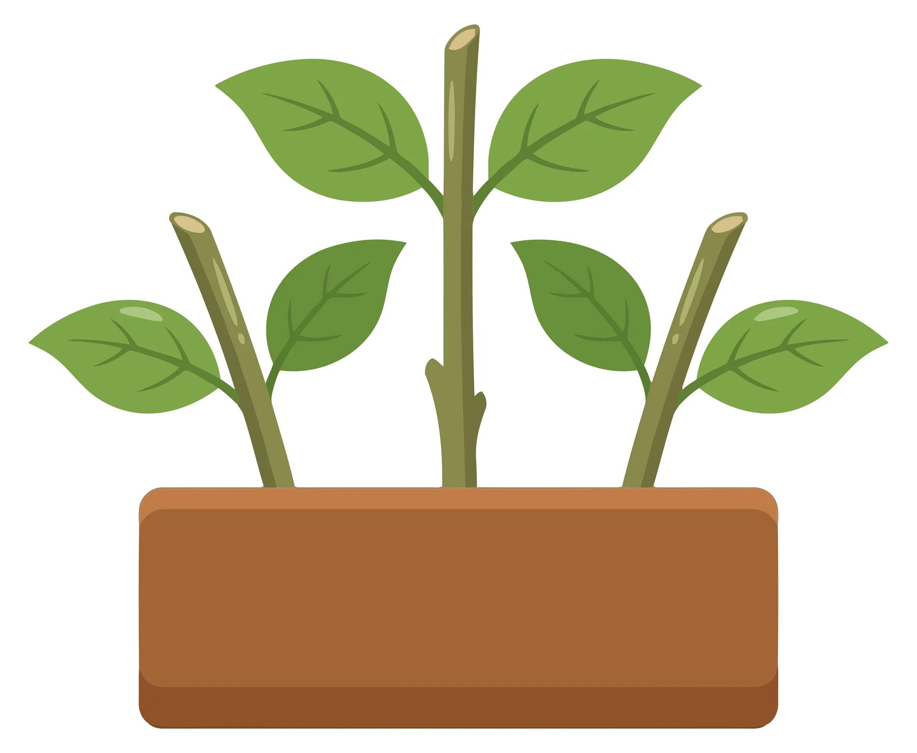 vector illustration of jasmine plant cuttings propagating in a soil box, isolated on white background