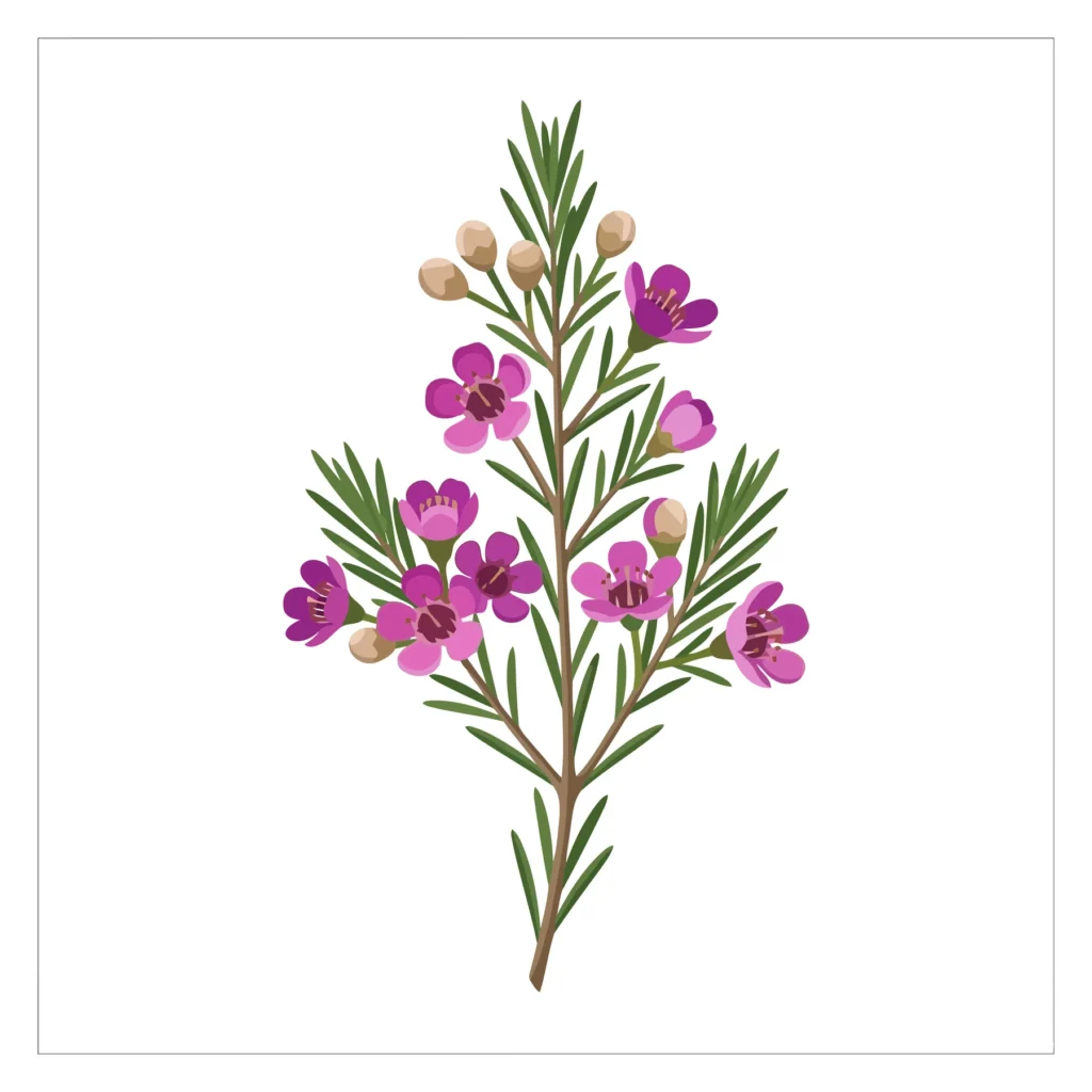watercolor illustration of a pink waxflower branch with buds and leaves