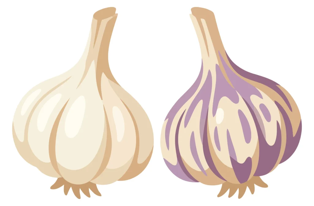 White And Purple Garlic Bulbs Vector Illustration white and purple garlic bulbs vector illustration
