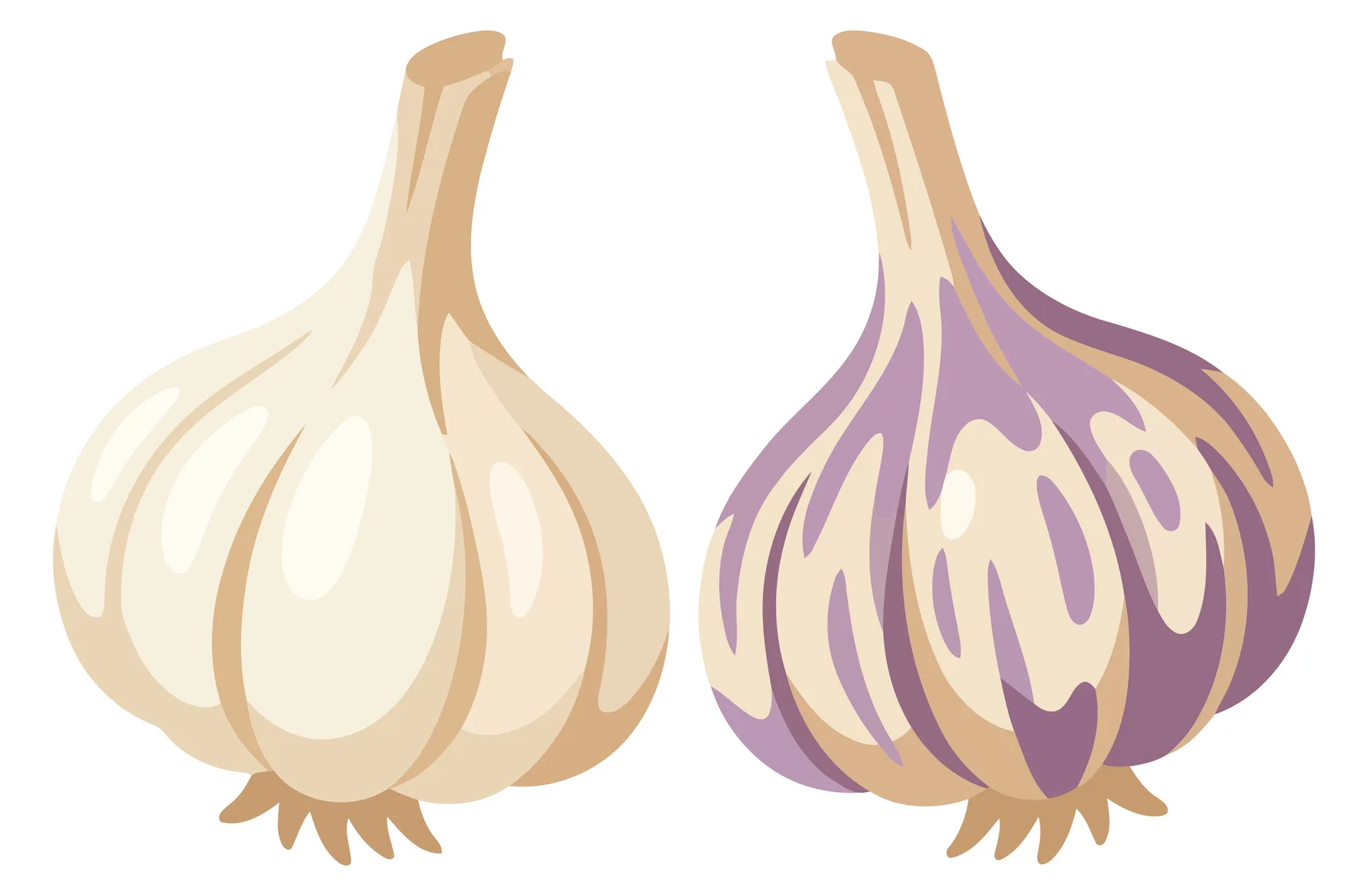 white and purple garlic bulbs vector illustration