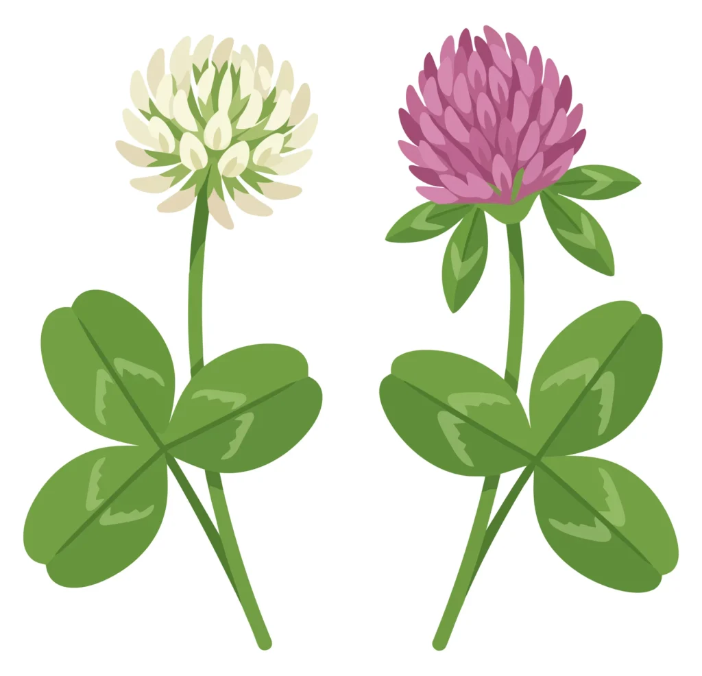 White Clover And Red Clover Flower Vector Illustration Isolated On White Background white clover and red clover flower vector illustration isolated on white background