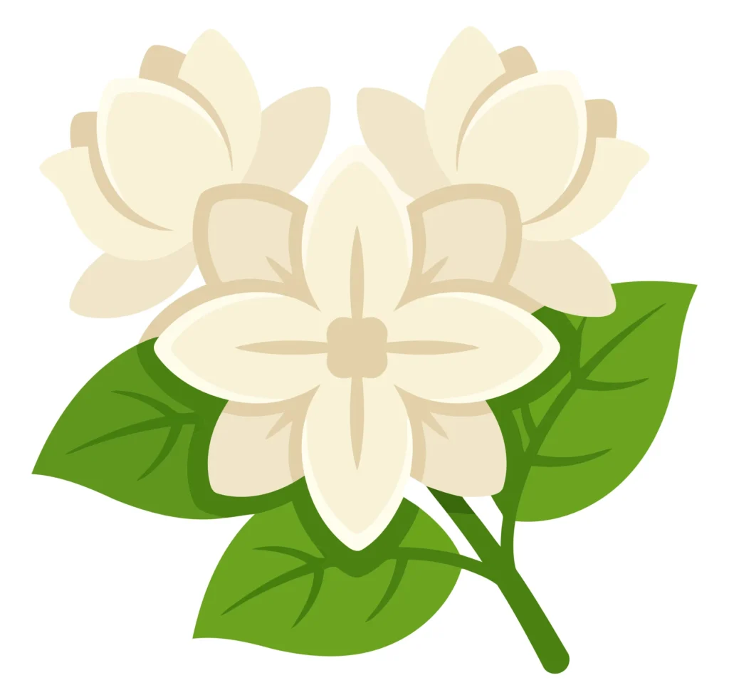 White Jasmine Flowers With Green Leaves Vector Illustration Isolated On White Background white jasmine flowers with green leaves vector illustration isolated on white background