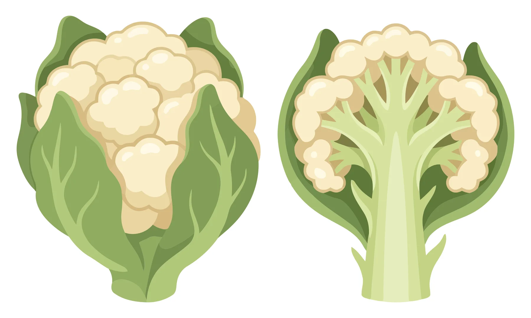 whole and halved cauliflower vegetable with green leaves, fresh organic produce illustration isolated on white background