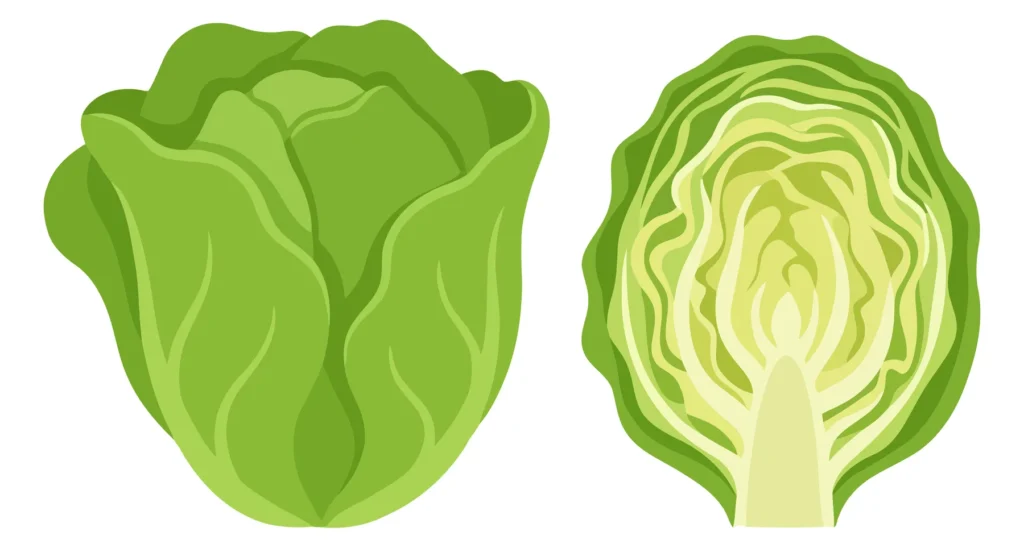 whole and sliced fresh green lettuce vector illustration
