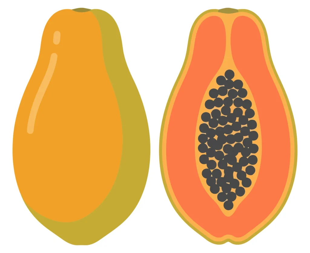 whole and sliced papaya fruit with black seeds inside, vector illustration of tropical exotic fruit isolated on white background