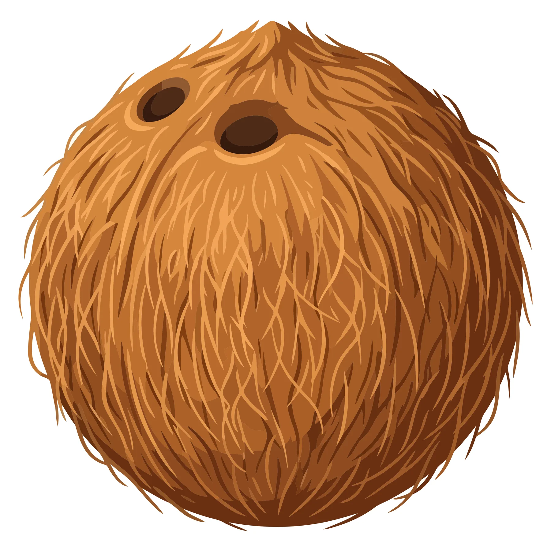 Hairy Brown Coconut with Two Eyes Illustration