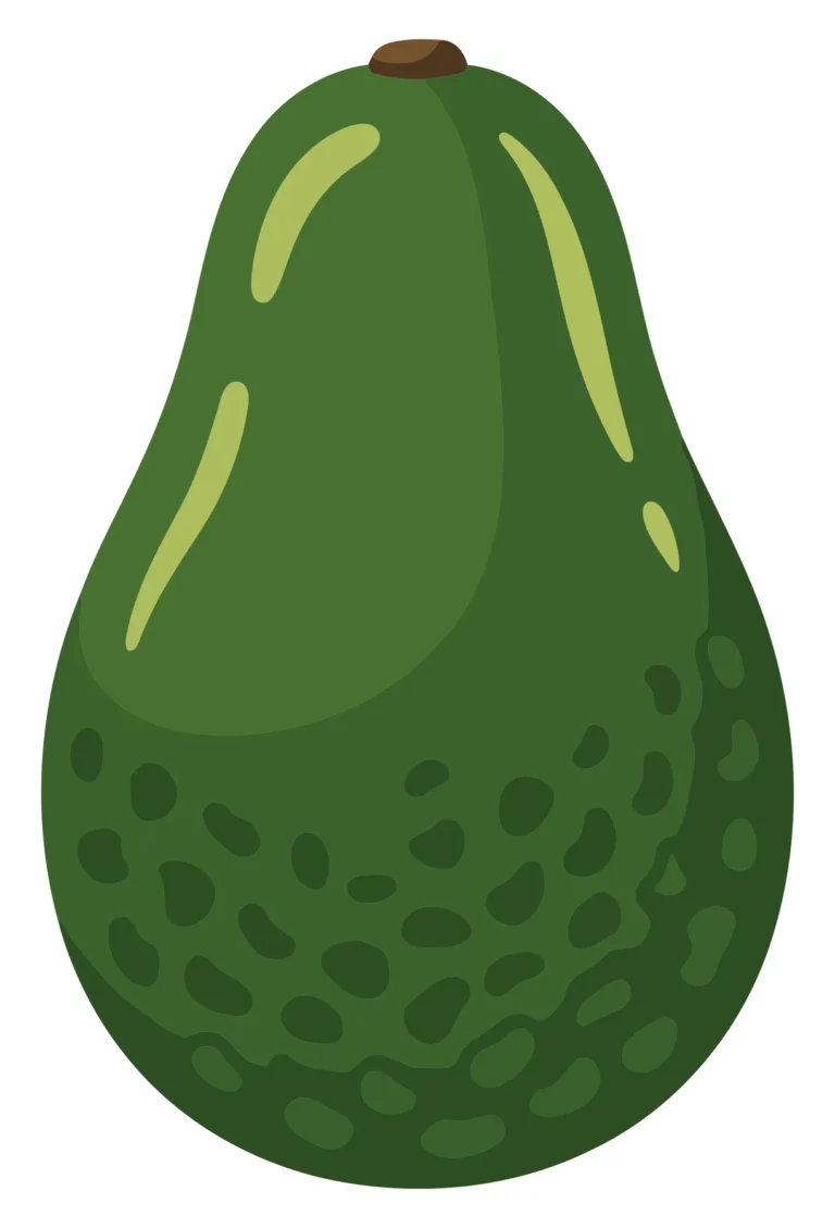 Fresh Whole Avocado Vector Illustration