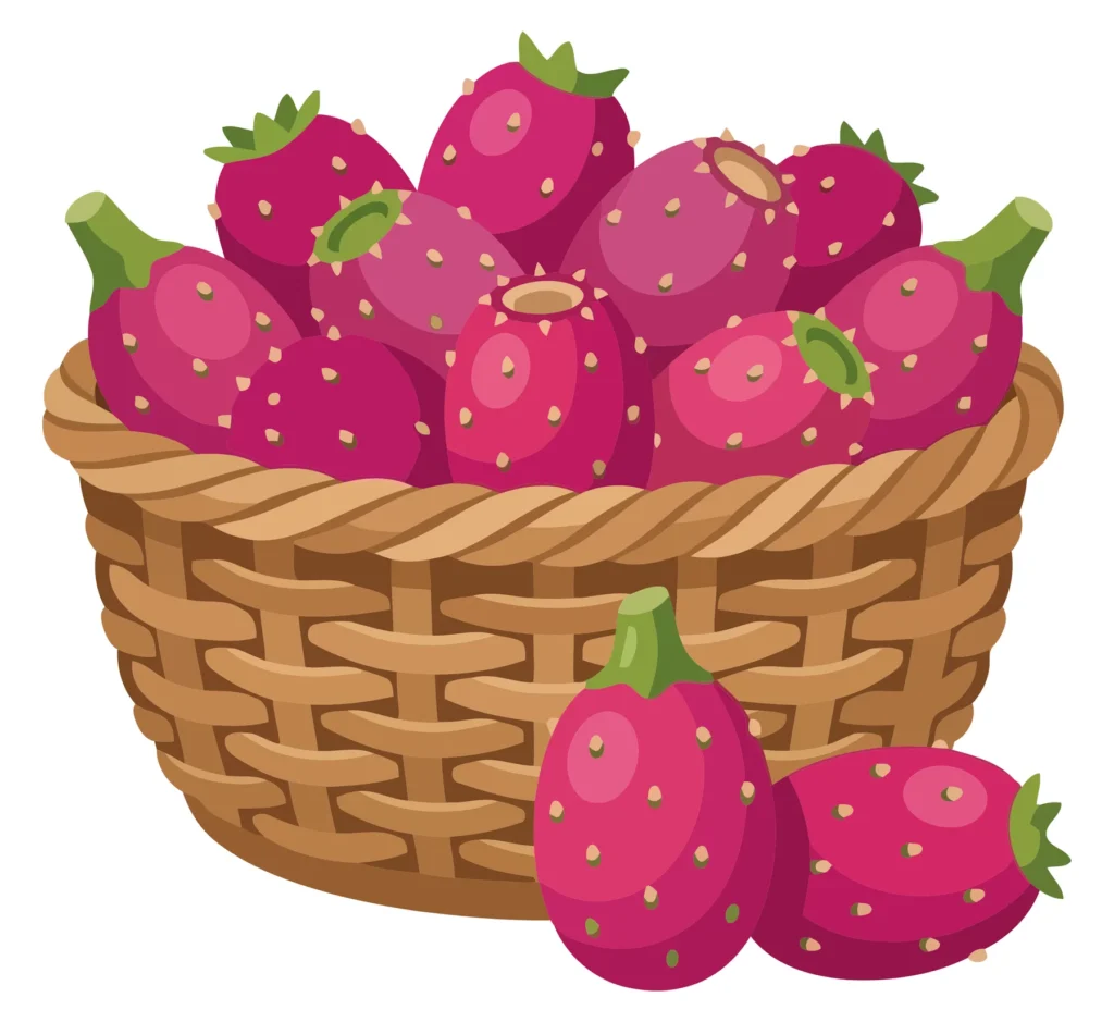 wicker basket filled with fresh ripe prickly pear cactus fruits, vibrant magenta cactus pears with green stems, isolated on white background