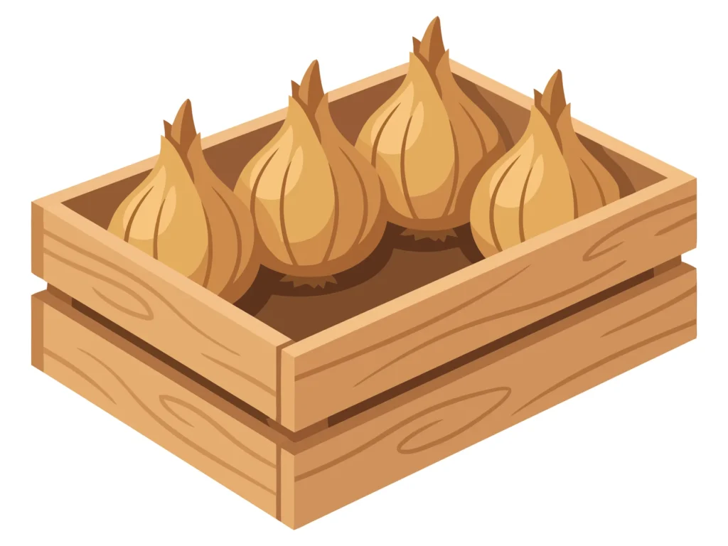 wooden crate filled with fresh organic onion bulbs isolated on white background