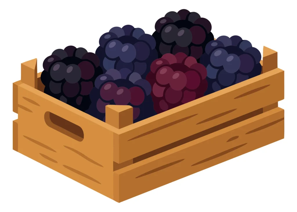 wooden crate filled with fresh ripe blackberries, vector illustration of harvested forest berries in a rustic container, healthy organic fru