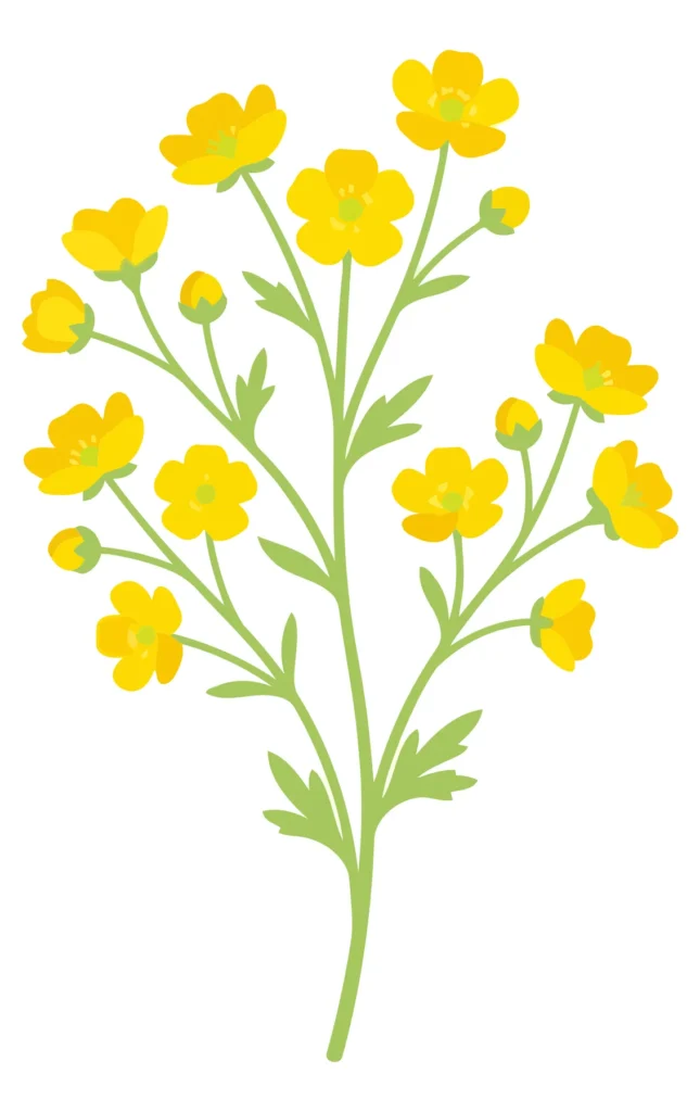 yellow buttercup flowers botanical illustration