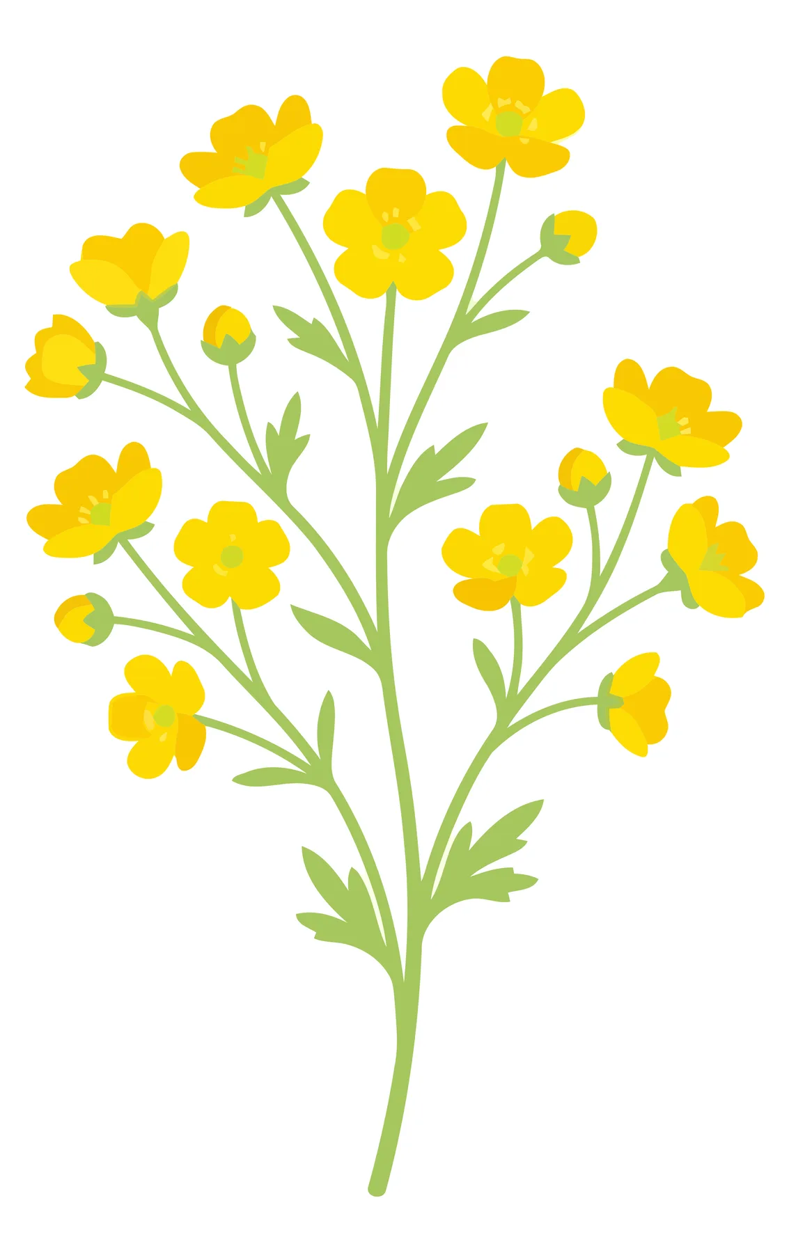 Yellow Buttercup Flowers Botanical Illustration