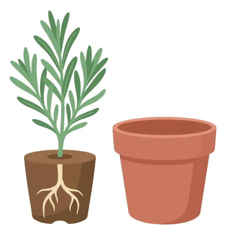 Young Plant Seedling with Roots and Terracotta Pot