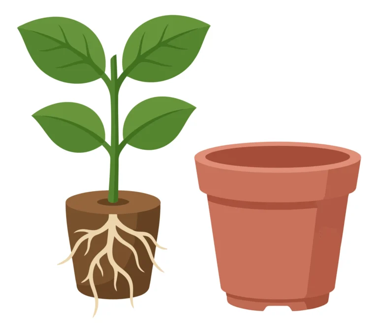 Young Green Plant with Roots and Empty Terracotta Pot