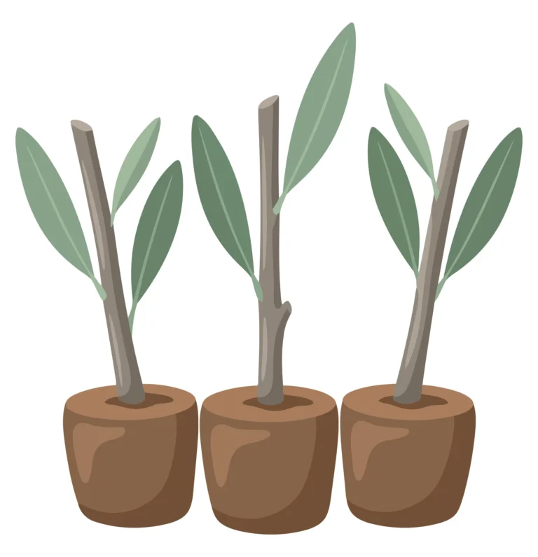 Young Olive Tree Saplings In Pots Isolated On White Background