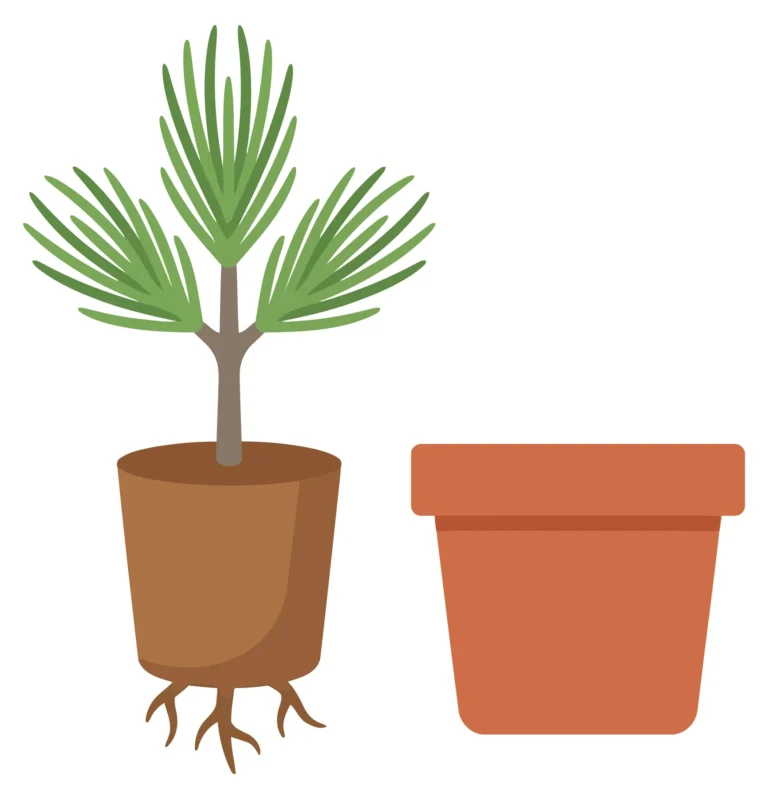 Young Pine Tree Sapling With Root System And Terracotta Pot