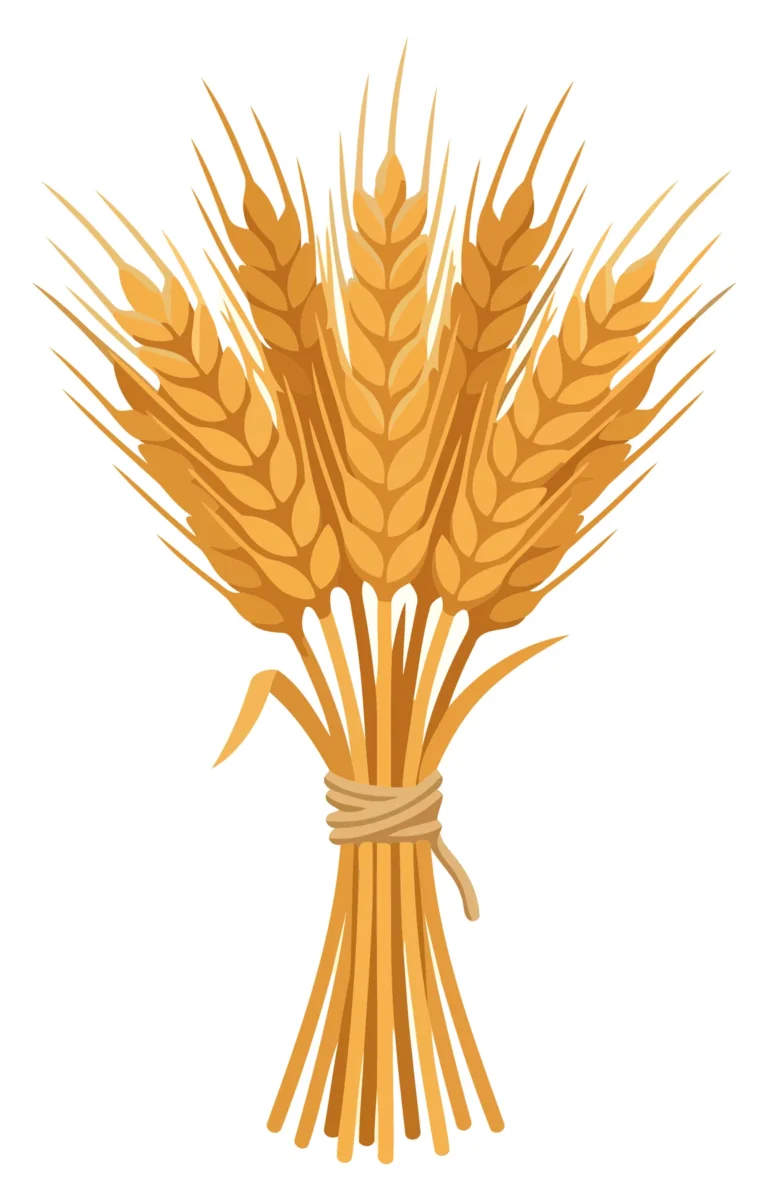 Wheat sheaf bundle with natural golden grain illustration