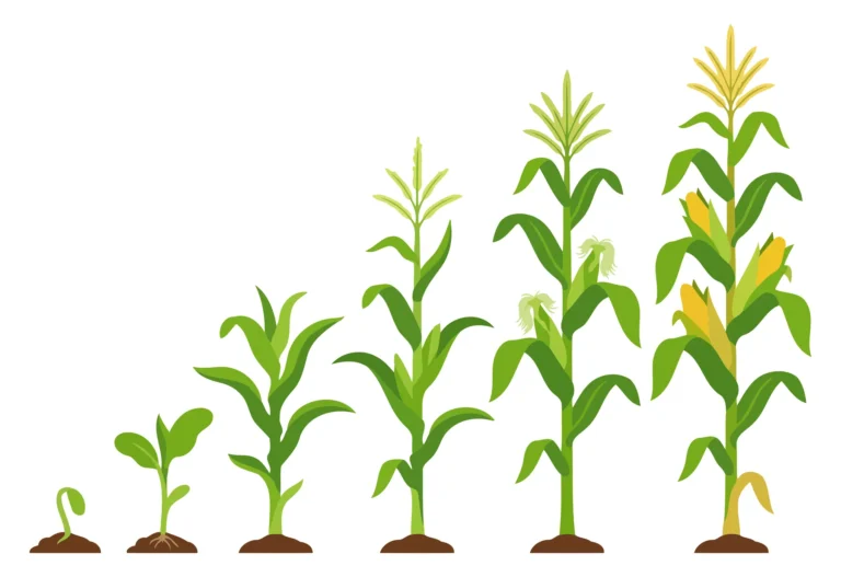 Stages of Corn Plant Growth Development