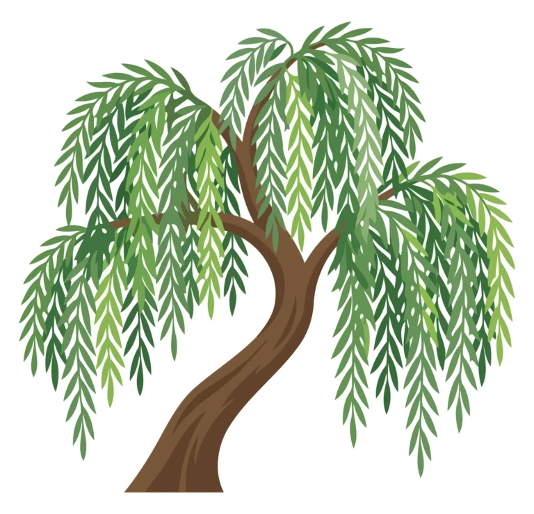 Elegant Weeping Willow Tree Vector Illustration