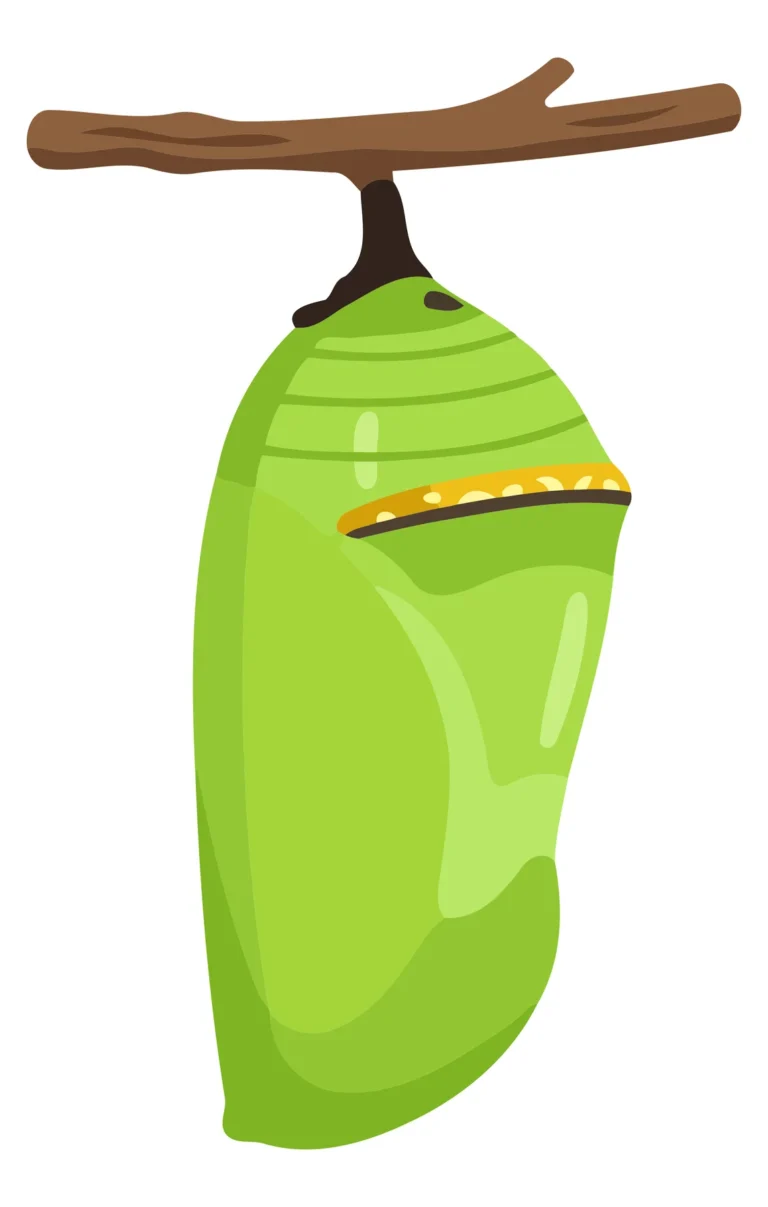 Illustrated Butterfly Caterpillar in Chrysalis