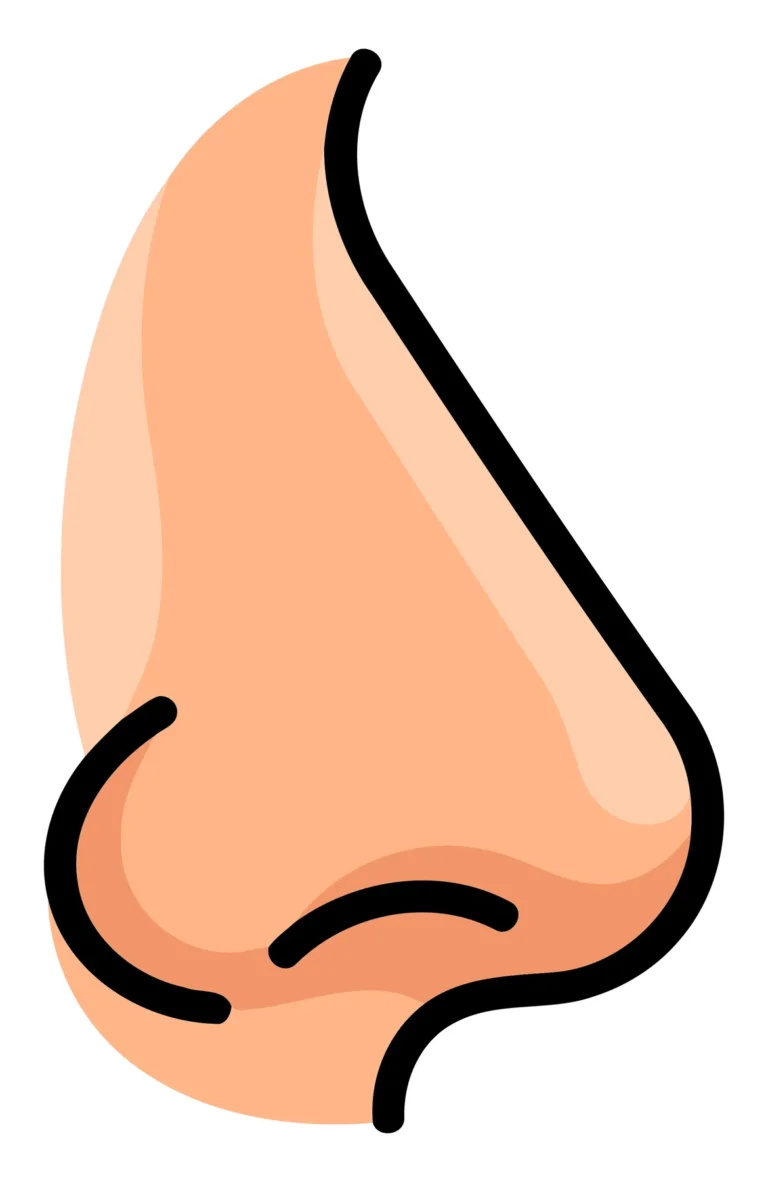 Minimalist Vector Nasal Illustration