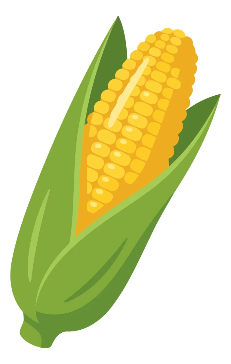 Illustrated Corn Cob with Green Leaves