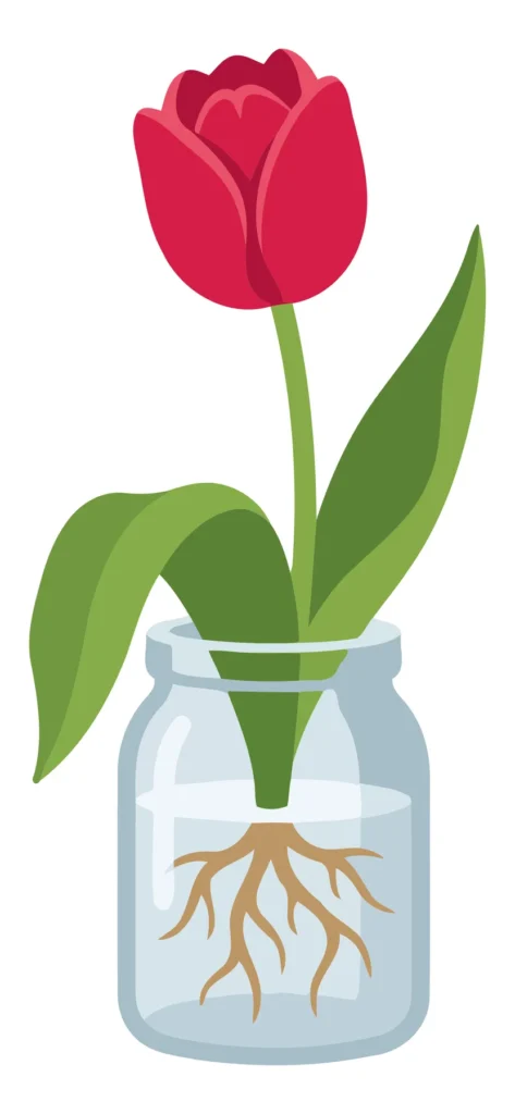 A red tulip in a glass jar with visible roots, stylized illustration