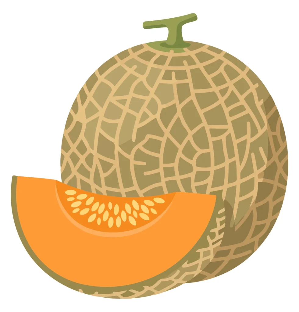 A stylized vector illustration of a watermelon with a slice showing its orange interior and green net pattern.