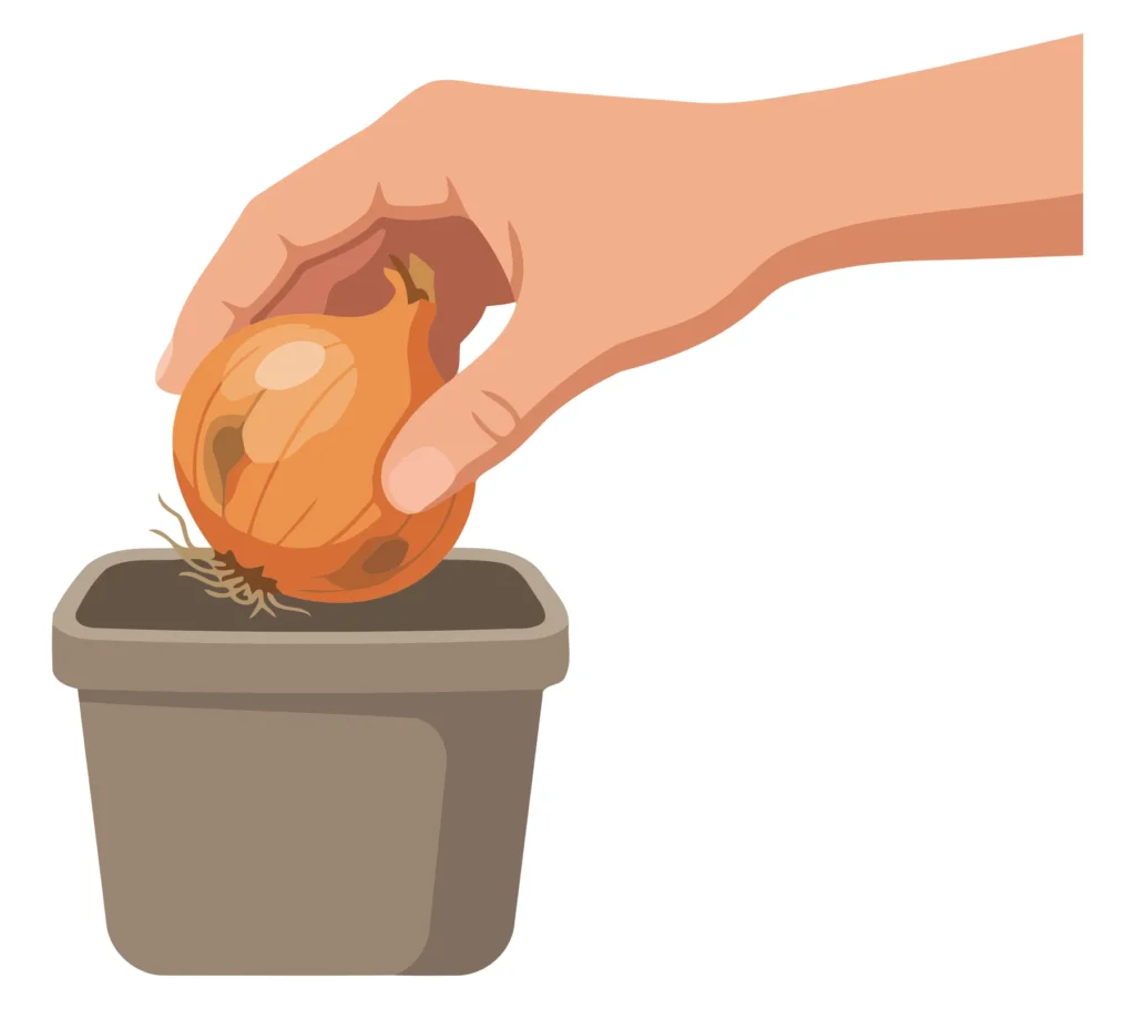 A hand planting an onion bulb in soil inside a pot