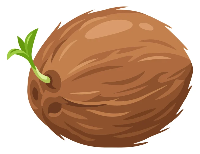 Illustrated coconut with green leaf, stylized vector design