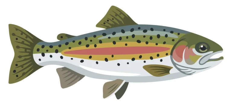 A colorful vector illustration of a rainbow trout fish