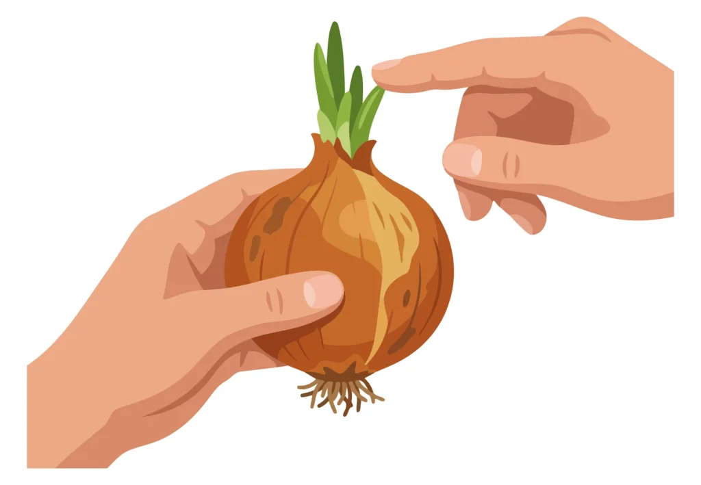 A hand holds an orange onion with a green sprout growing from it in an illustration style
