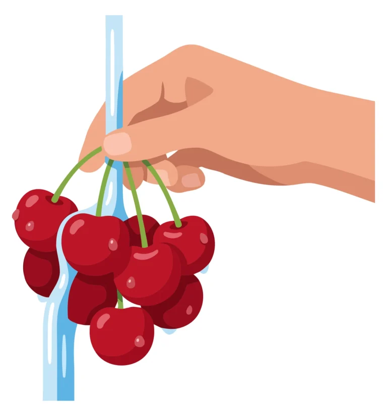 A hand holding a bunch of red cherries with green stems in an illustration style