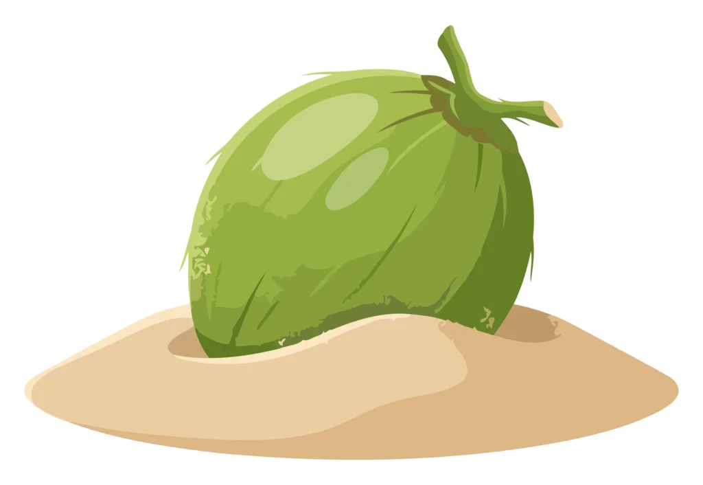 A green coconut fruit illustration on a sandy background in a stylized vector design.