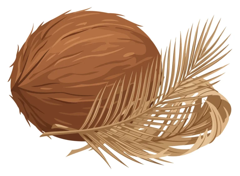 A coconut with palm fronds in a natural vector illustration