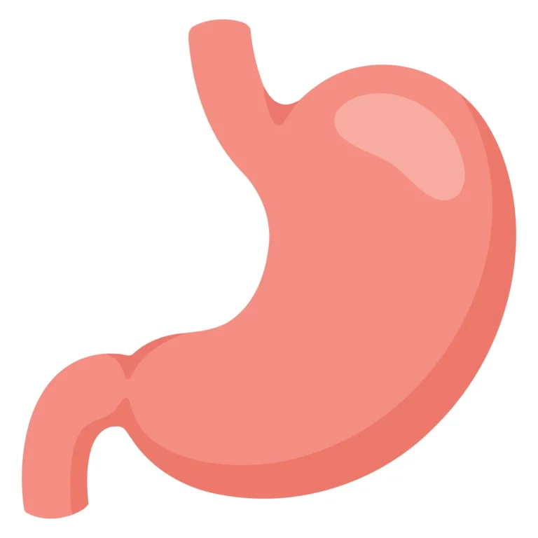 Stylized Vector Stomach Illustration
