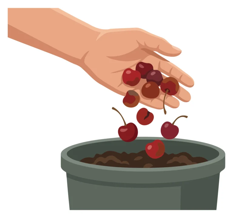 A hand releases cherries into a green pot with soil