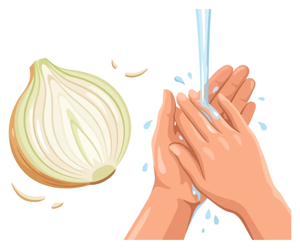 Hand washing with onion illustration djhrfghdghgdfhfghdgfhdghf (791)