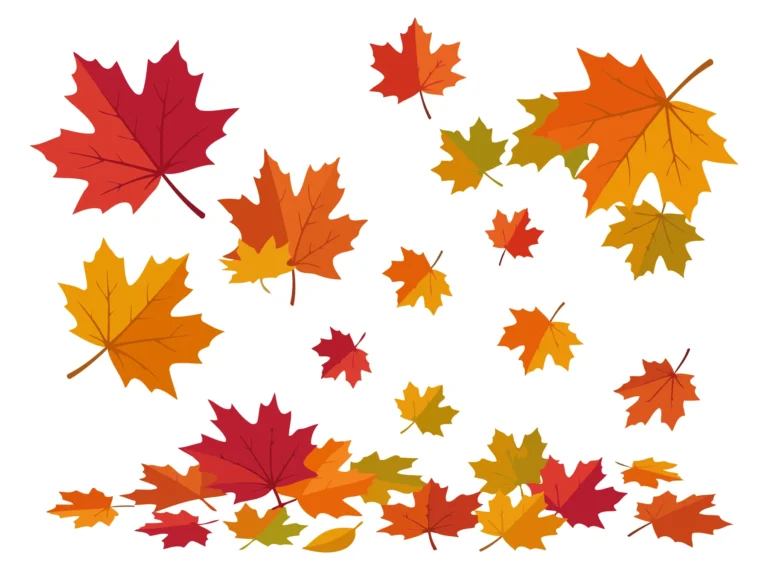 Autumn Leaf Vector Illustration Set